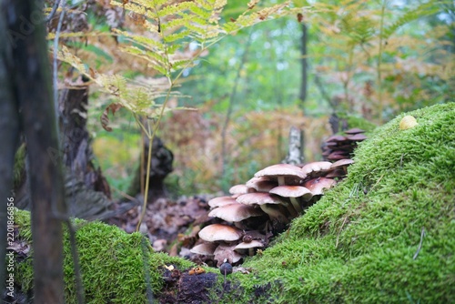 Cluster of wild mushrooms growing on a mossy log in a vibrant autumn forest