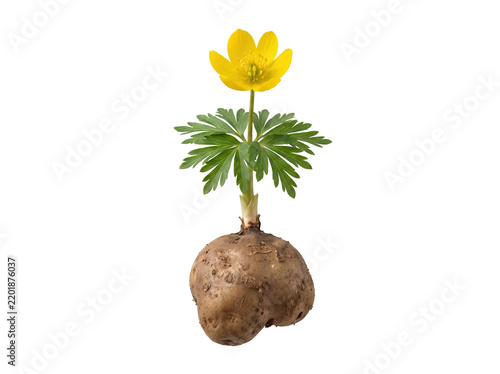 Fotografía Winter Aconite Flower With Tuber