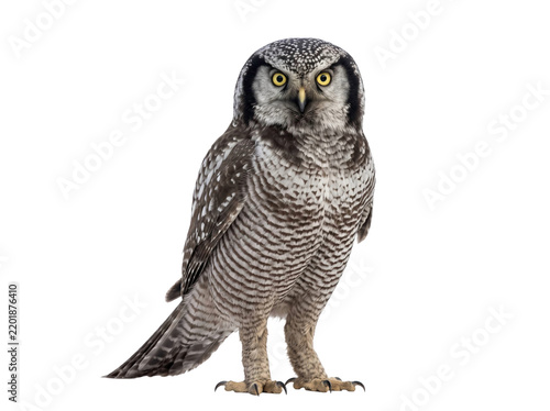 Canvastavla Northern Hawk Owl Standing Isolated