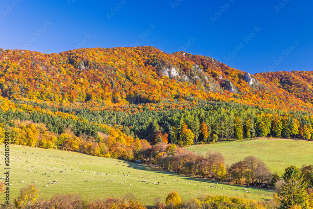 Fototapeta premium Breathtaking autumn mountain landscape featuring vibrant foliage, evergreen forest, and sheep grazing in a green meadow. The Sulov Rocks, national nature reserve in Slovakia, Europe.