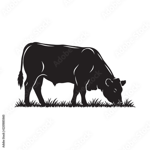 angus cow eating grass