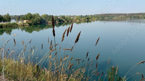 Tranquil Lake View through Wild Grasses with Forest Reflection
