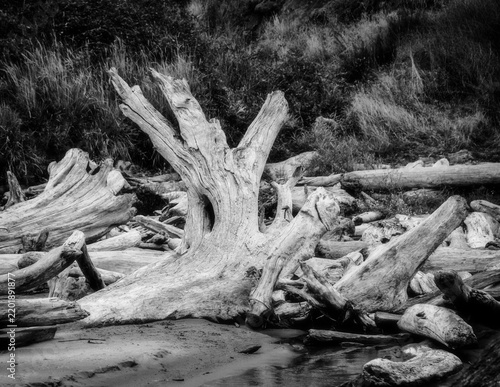 coastal driftwood
