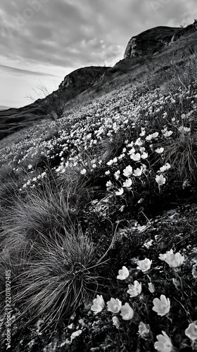 Cloudy calcareous grassland meadow with wildflowers
