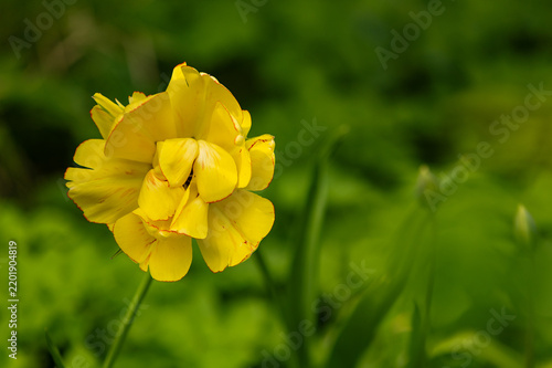 Close-up of elegant yellow tulip (Tulipa) blooming in a spring garden with delicate red-edged petals and soft natural light. Vibrant flower rise above lush green foliage with dreamy bokeh background.