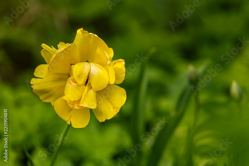 Close-up of elegant yellow tulip (Tulipa) blooming in a spring garden with delicate red-edged petals and soft natural light. Vibrant flower rise above lush green foliage with dreamy bokeh background.
