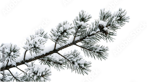 Snow covered pine branch winter season isolated on transparent background