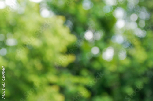 Green bokeh background from nature forest out of focus