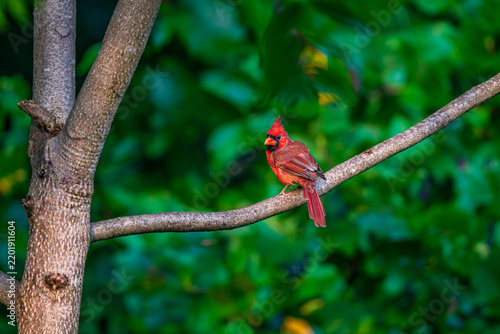 Cardinal on the Branch