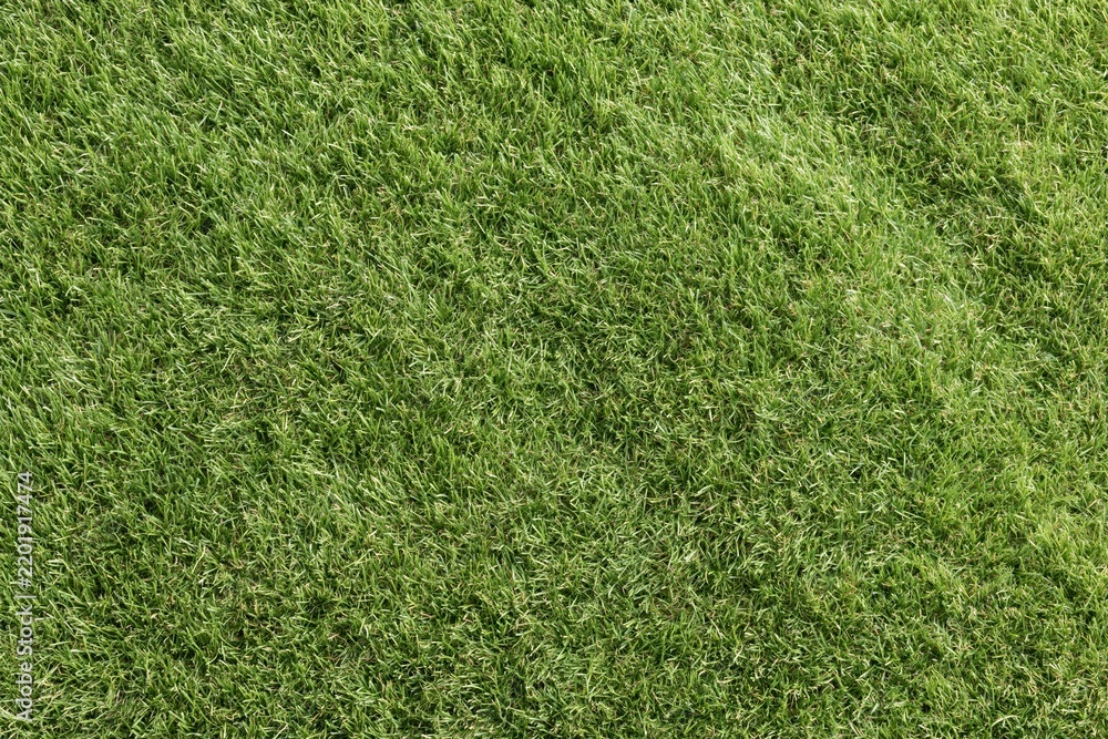 Fototapeta premium The Grass Closeup: Verdant Texture Across a Fresh Lush Lawn