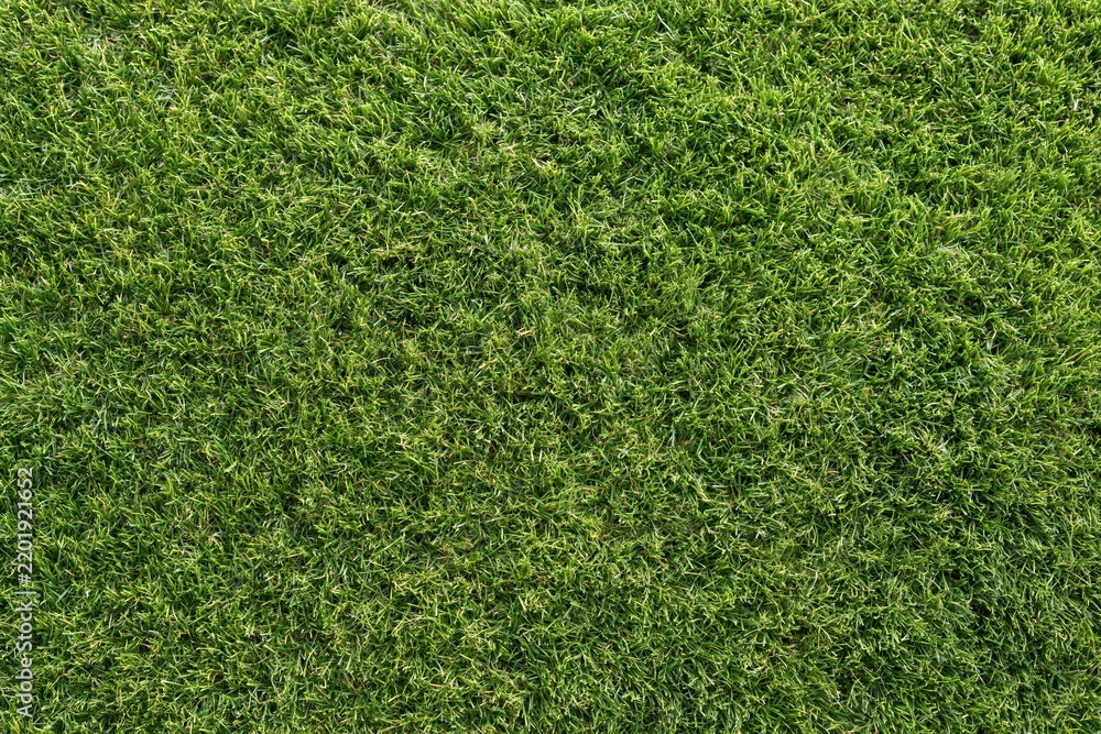 Fototapeta premium The Grass Landscape: A Close-Up of Lush Green Turf and Textured Surface