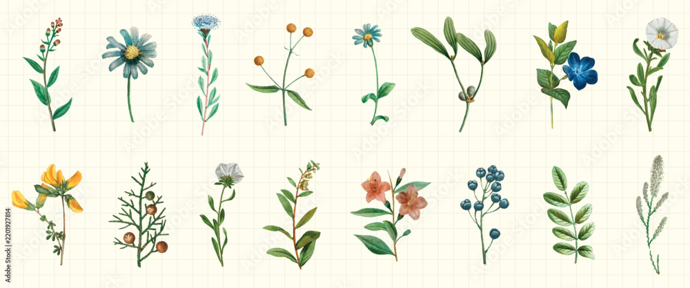 Obraz premium Vector illustration of various botanical elements and flowers on a grid background.