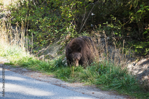 A wild black bear walks through a residential neighbourhood.  Whistler BC, Canada.