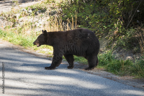 A wild black bear walks through a residential neighbourhood.  Whistler BC, Canada.