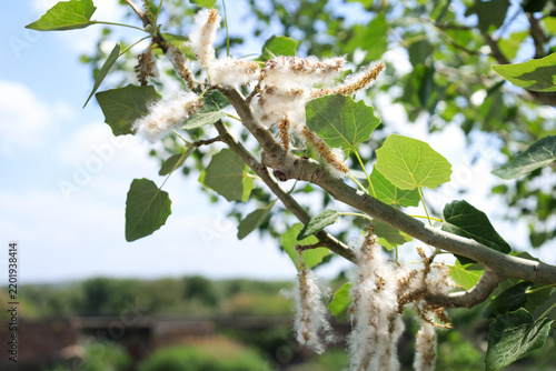 Obraz na plátně Alamo Populus Alba tree in bloom next to The Tagus River