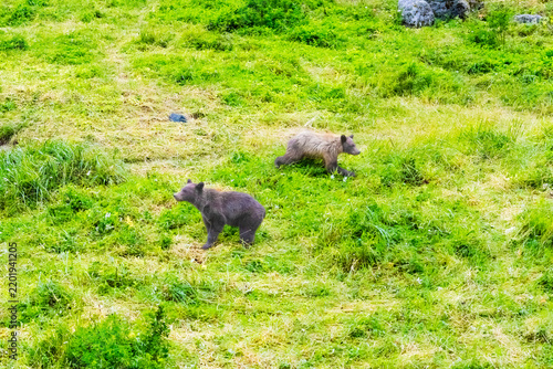 Fotografie Two Coastal Brown Bear Cubs Frolicking in a Grassy Area - Haines