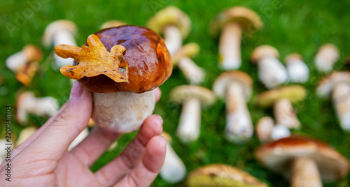 Konstfotografi A large white mushroom in a hand against a background of green grass and mushroo