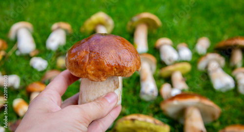 Konstfotografi A large white mushroom in a hand against a background of green grass and mushroo