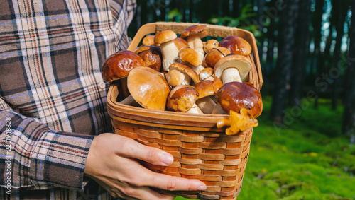 Woman holding wicker basket full of fresh porcini mushrooms close up