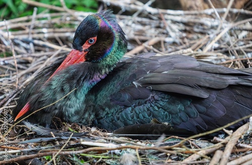 Photograph of a brooding black stork.