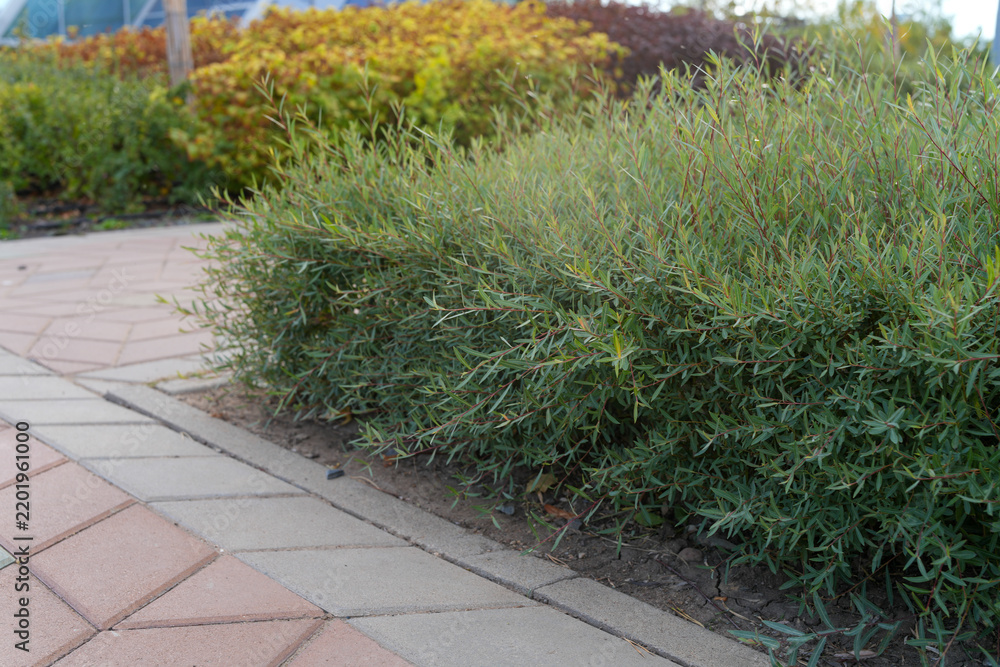 Naklejka premium Green creeping shrub growing along paved stone walkway edge in public park. Landscape design. Real Photo