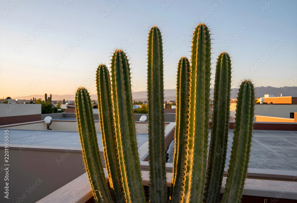 Fototapeta premium Desert living and sustainable architecture, tall green cactus on a rooftop terrace at sunset with mountain views in a warm arid climate residential area