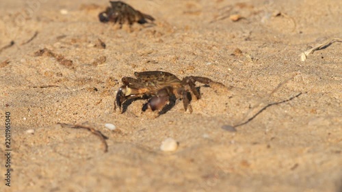 Black Sea crab. Arthropods moves across the sand, seeks shelter, hides and runs away. Traces of crab legs on the sand.