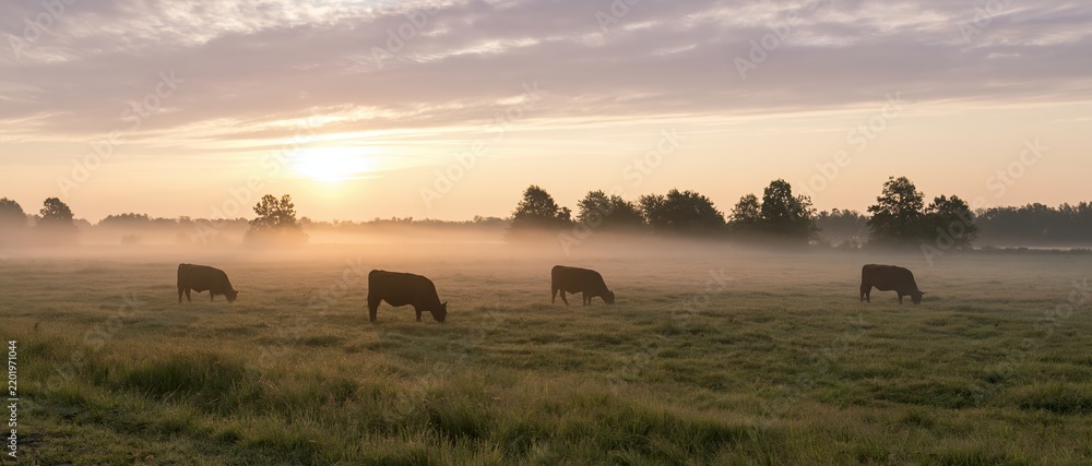 Fototapeta premium Four cows grazing in a misty pasture at sunrise