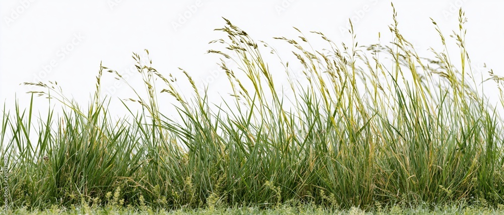 Obraz premium Dense patch of wild meadow grass and seed-head stalks against white background