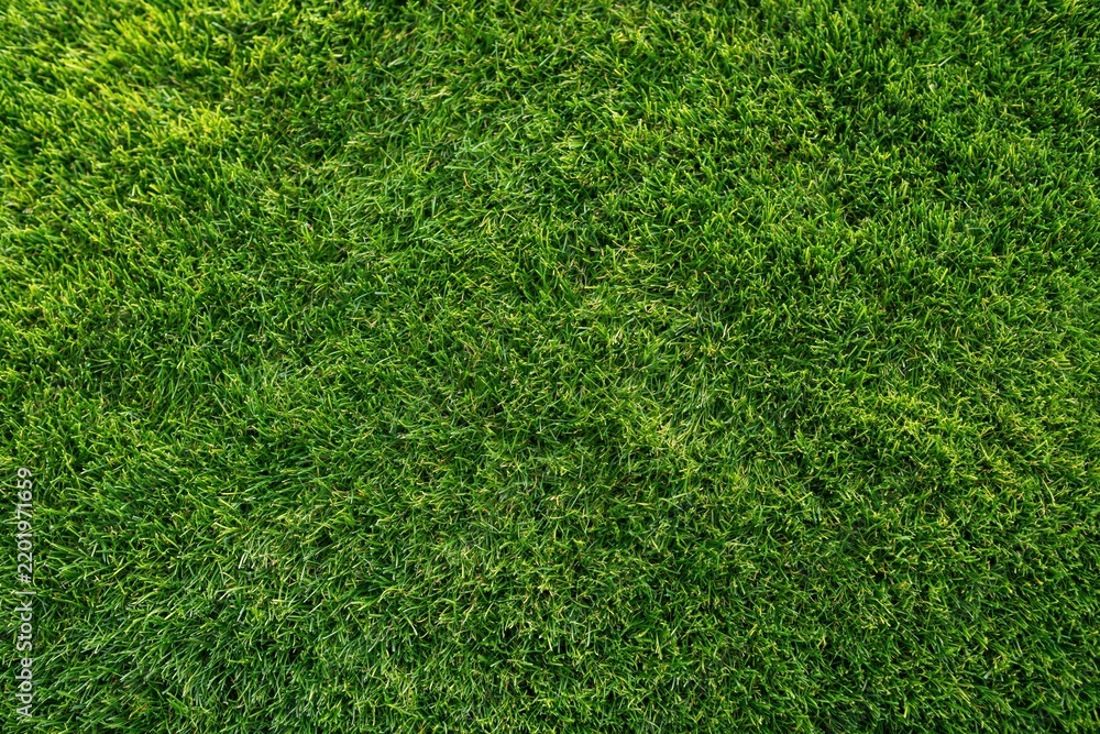Fototapeta premium The Grass Closeup on a Lush Green Lawn Texture in Bright Light