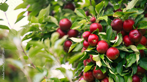 Red apples in an apple orchard, ready to be harvested.