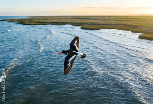 Eurasian oystercatcher in flight, wildlife conservation and coastal ecosystem, migratory bird over ocean water at sunset with marshland landscape
