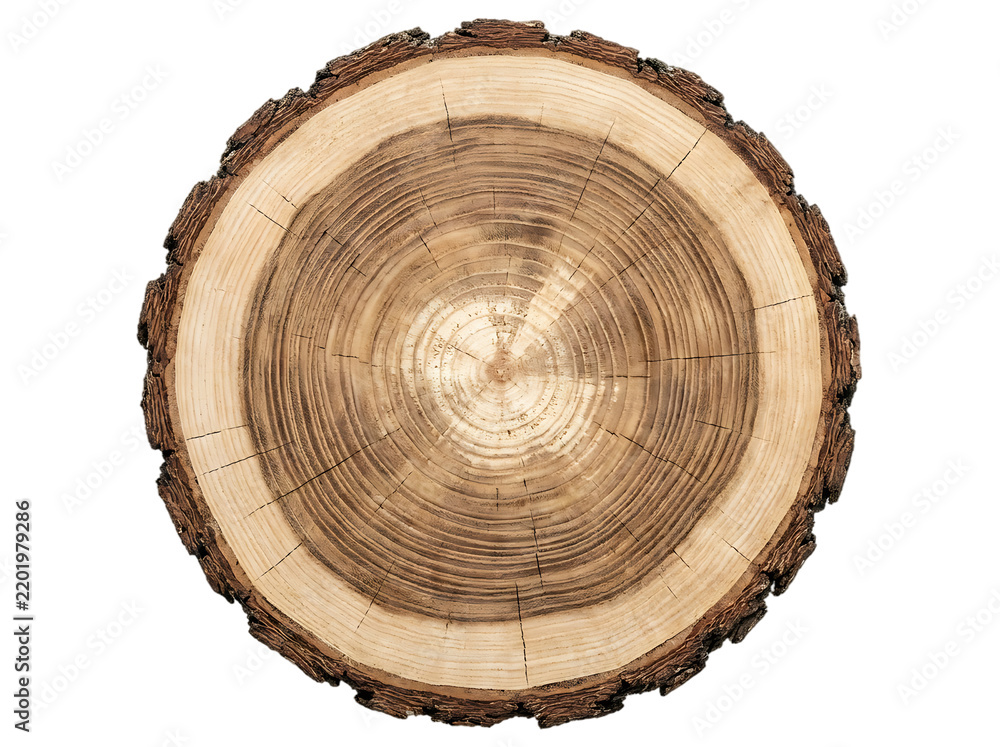 Obraz premium Natural round wooden log slice with tree rings showing rustic brown bark texture detail