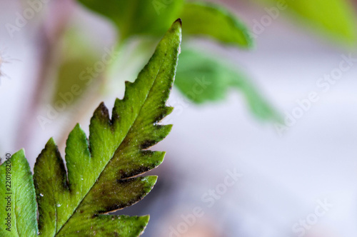 Close-up photo of a fern leaf in the garden, with a blurred background.