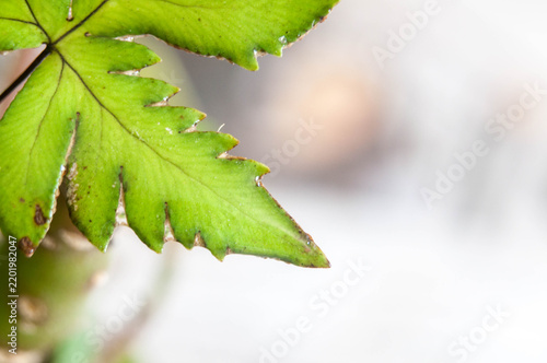 Close-up photo of a fern leaf in the garden, with a blurred background.