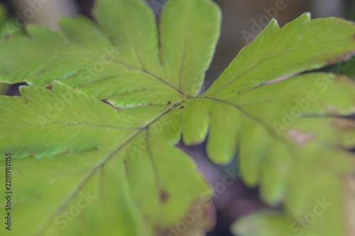Close-up photo of a fern leaf in the garden, with a blurred background.