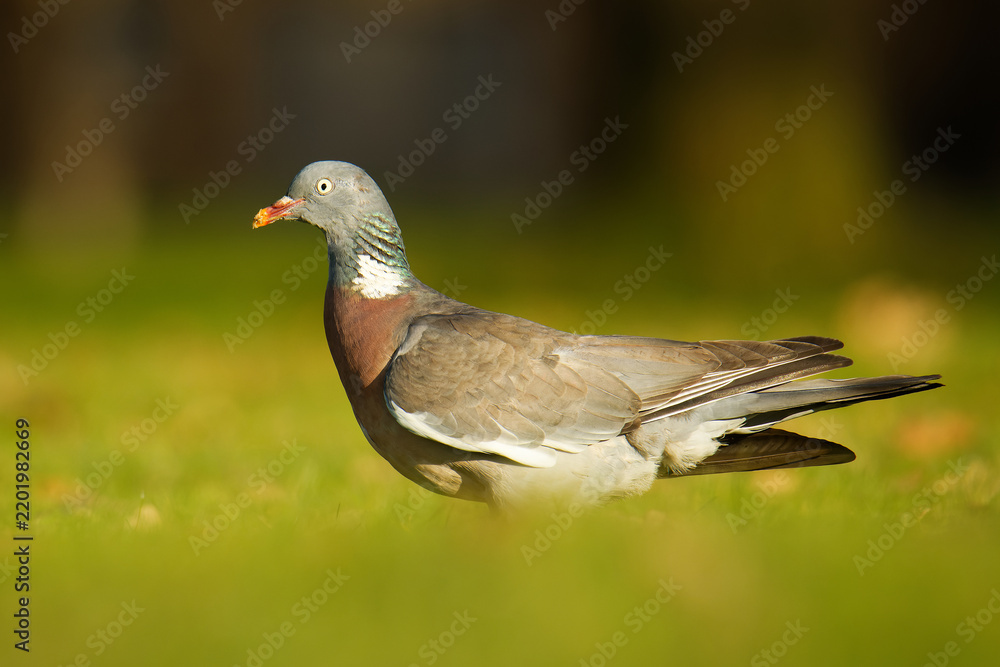 Obraz premium Common Wood-Pigeon, Columba palumbus, standing with food morsel in beak, iridescent neck sheen, golden backlight, soft bokeh, detailed close-up European garden bird portrait photography