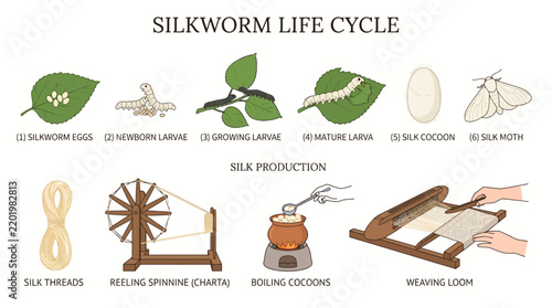Obraz na płótnie Very beautiful realistic flat vector botanical set showing silkworm eggs, newbor