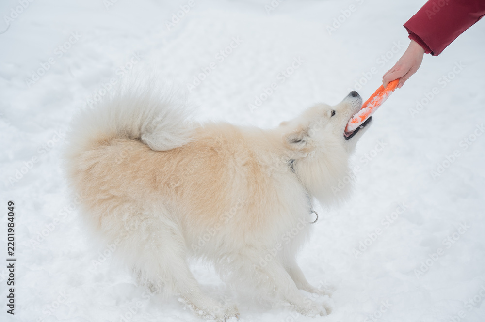 Fototapeta premium A Samoyed dog plays with a puller on a winter walk.