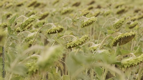 Agricultural field of ripening sunflowers bending forward, green stems and yellow heads back view in summer daylight, medium shot