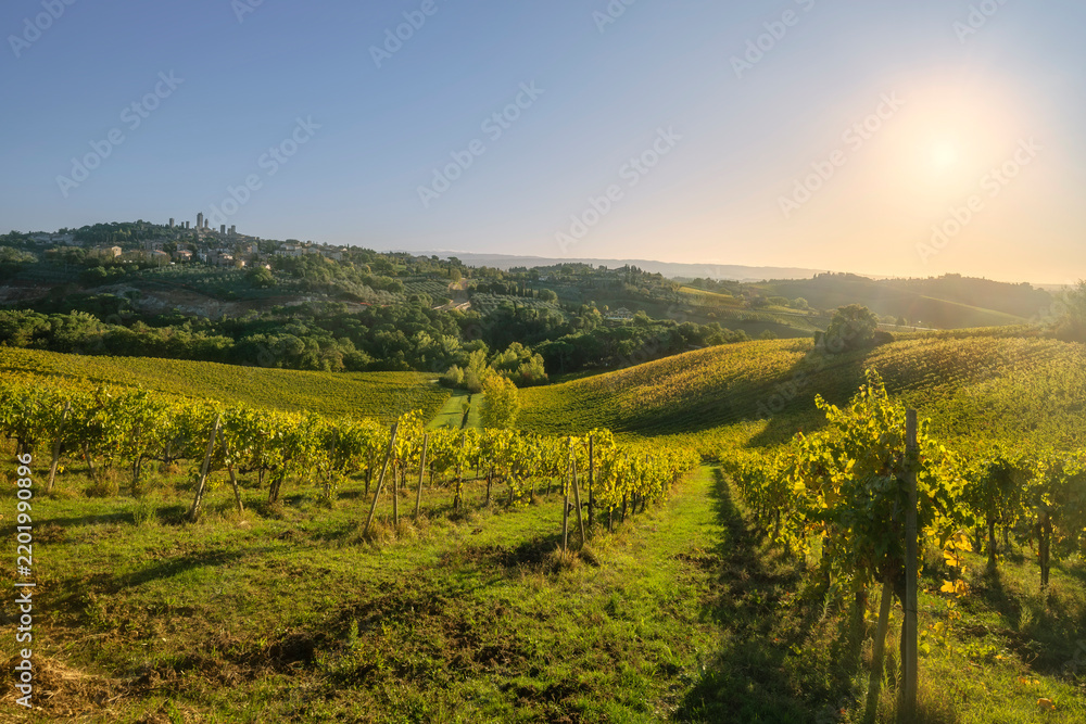 Obraz premium San Gimignano Morning Vineyards View, Tuscany