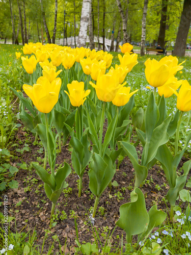 Low Angle View of Bright Yellow Tulips Blooming in City Park