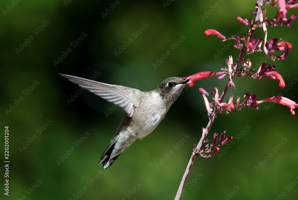 Fototapeta premium hummingbird on a flower
