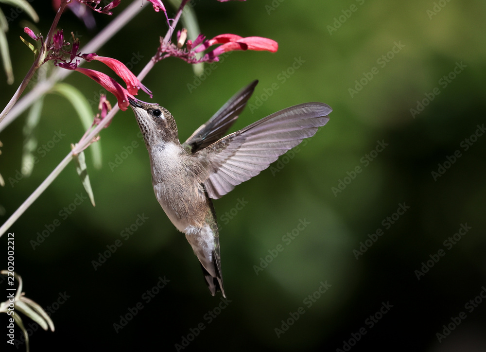 Fototapeta premium hummingbird on a flower