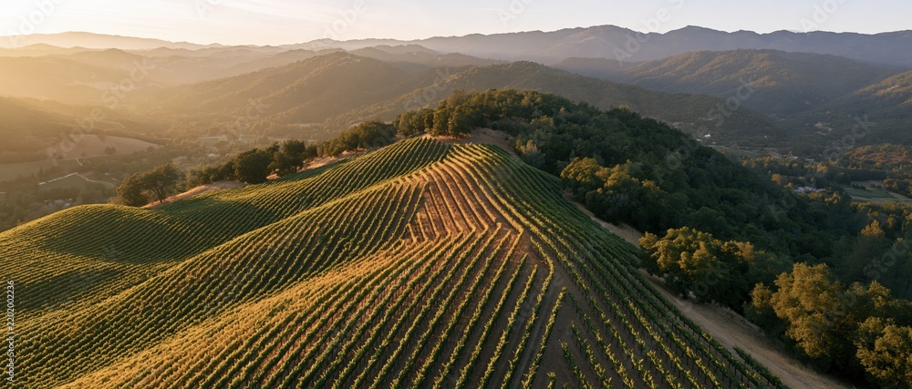 Obraz premium Aerial view of vineyard rows curving across rolling hills at sunset