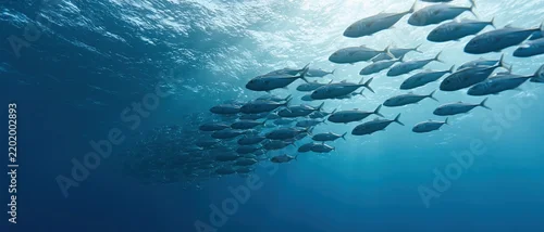 Obraz  z motywem Large school of silvery fish swimming diagonally upward in deep blue ocean water toward sunlit surface