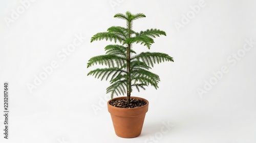 Small norfolk island pine tree with symmetrical green branches in a clay pot
