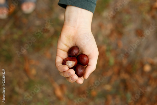 Child hand holding horse chestnuts collected during early autumn walk