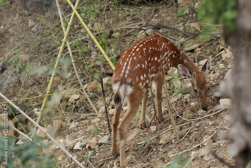 Female sika deer foraging in Songyang Scenic Area, China