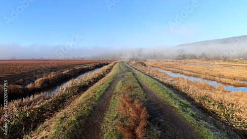 Foggy morning on dyke between farm fields